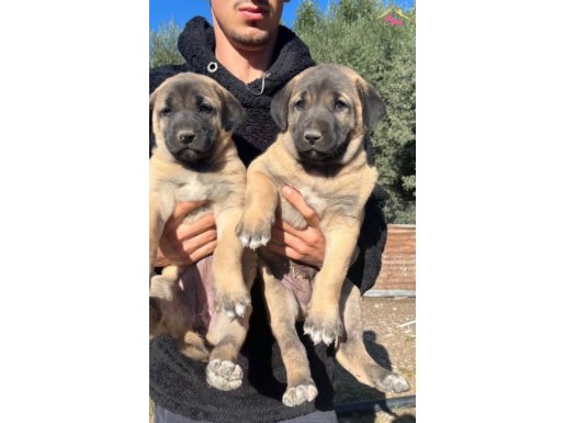 Sivas kangal yavrularımız sahiplendirilecektir 