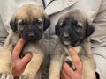 Kangal yavrularımız sahiplendirilecektir Sivas Kangal yavru