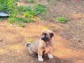 Sivas kangal yavrularımız sahiplendirilecektir 