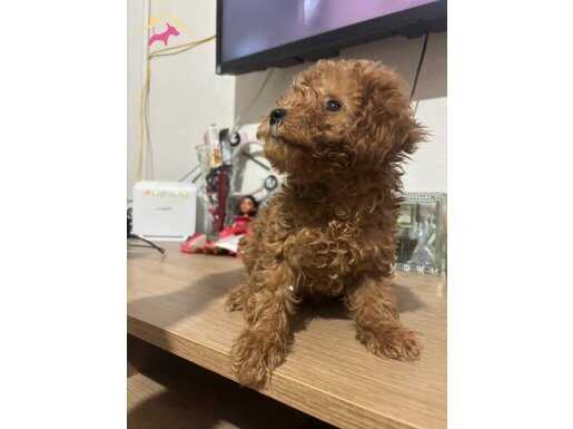 Asilari ve egitimi tam 6 aylik poodle