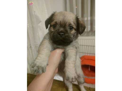İki aylık dişi Pug yavrumuza yuva arıyoruz. 