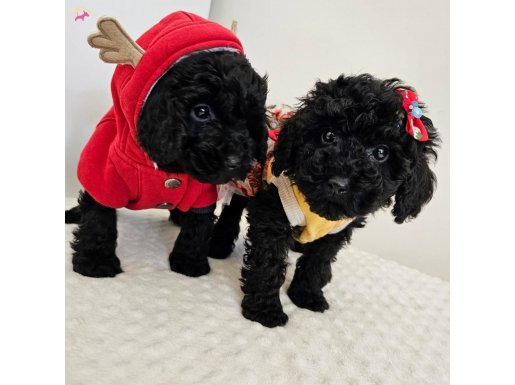 Ped eğitimli,orijinal toy poodle yavruları 