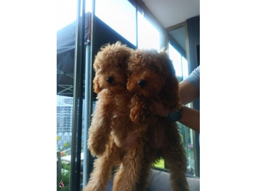 ACİL!!!SCRLİ, FEDERASYON KAYITLI,ÇİPLİ TOY POODLE 
