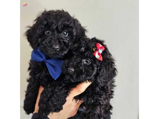 Orijinal black poodle yavrularımız 