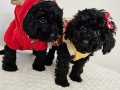 Ped eğitimli,orijinal toy poodle yavruları 