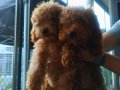 ACİL!!!SCRLİ, FEDERASYON KAYITLI,ÇİPLİ TOY POODLE 