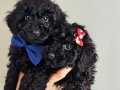 Orijinal black poodle yavrularımız 