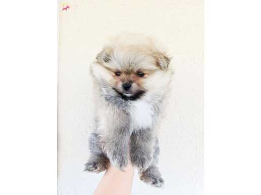 Pomeranian Boo Irk garantili