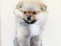 Pomeranian Boo Irk garantili