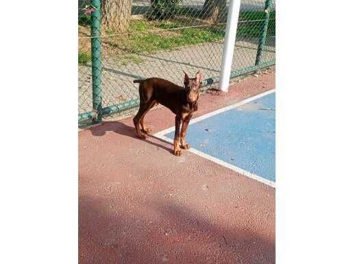 4aylık Kızıl doberman erkek