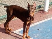4aylık Kızıl doberman erkek