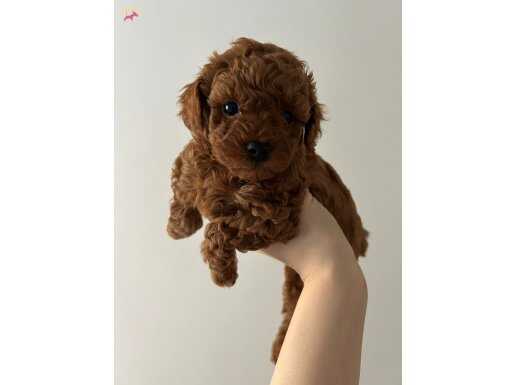 Toy Poodle