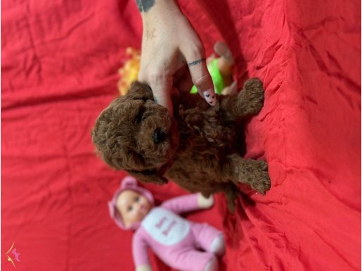 Toy Poodle Kore