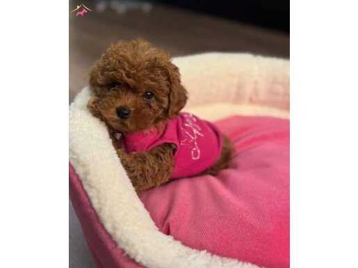 Dark brown toy poodle yavrular