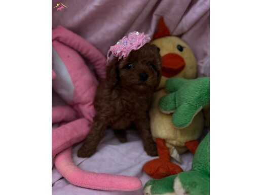 Toy poodle red brown yavrular 