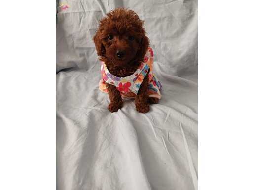Kore toy  poodle bebeklerimi