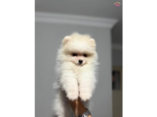 Pomeranian yavrumuz 