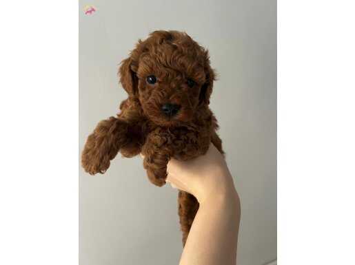 Red brown toy poodle yavrular