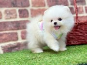 Pomeranian yavrular
