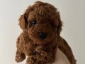 Toy Poodle