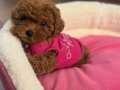 Dark brown toy poodle yavrular