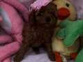 Toy poodle red brown yavrular 