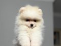 Pomeranian yavrumuz 