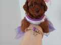 Toy poodle red brown 