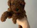 Red brown toy poodle yavrular