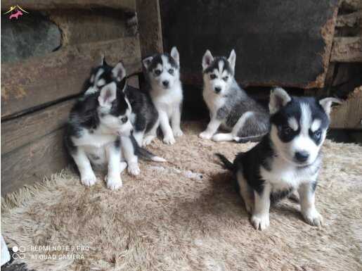 Husky Yavrularımız Yeni Sahibini Arıyor