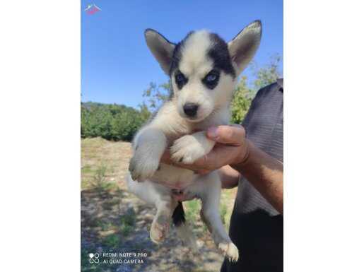 SİBİRYA KURDU YAVRUMUZ YENİ SAHİBİNİ ARIYOR