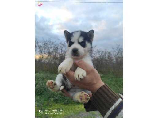 Sibirya Kurdu Yavrumuz Yeni Sahibini Arıyor