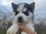 Sibirya Kurdu Yavrumuz Yeni Sahibini Arıyor