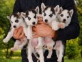 HUSKY YAVRULARIMIZ YENİ SAHİBİNİ ARIYOR