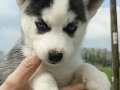 HUSKY YAVRULARIMIZ YENİ SAHİBİNİ ARIYOR 
