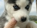 HUSKY YAVRULARIMIZ YENİ SAHİBİNİ ARIYOR 