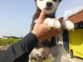 HUSKY YAVRULARIMIZ YENİ SAHİBİNİ ARIYOR 