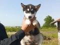 HUSKY YAVRULARIMIZ YENİ SAHİBİNİ ARIYOR 