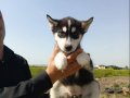 HUSKY YAVRULARIMIZ YENİ SAHİBİNİ ARIYOR 