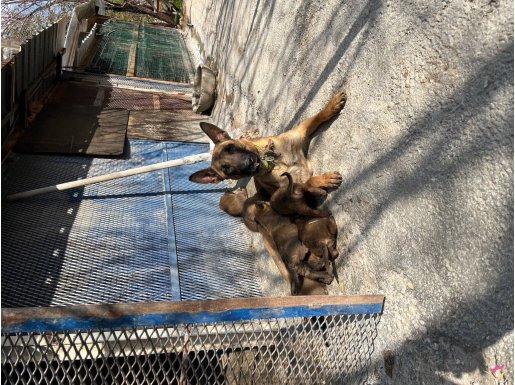 Karakterli ve Maskeli Belçika Malinois: 35 Günlük Rezerveli Yavrular