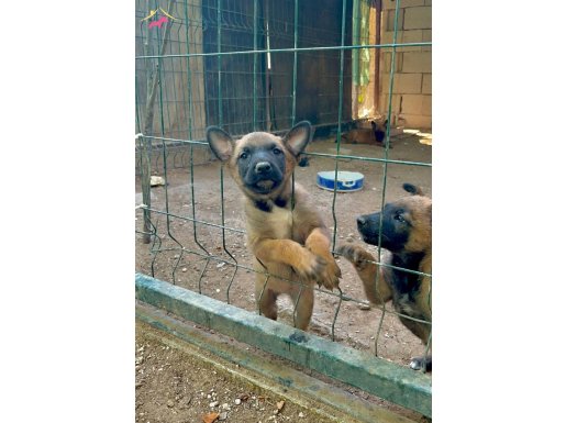Belgian Malinois 45 günlük yavrular Belçika kurdu malinoisss