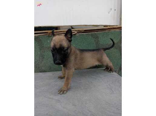 Karakteri Sağlam Safkan Belçika Malinois Yavruları – Ankara Sincan
