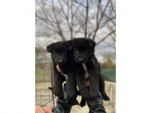 Kömür Karası Safkan Black Alman Kurdu Yavruları | Şecere Kalitesi