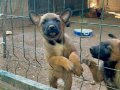 Belgian Malinois 45 günlük yavrular Belçika kurdu malinoisss