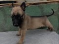 Karakteri Sağlam Safkan Belçika Malinois Yavruları – Ankara Sincan