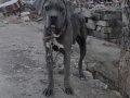 1 AYLIK ÜST DÜZEY CANE CORSO YAVRULAR 
