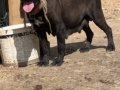 1 AYLIK ÜST DÜZEY CANE CORSO YAVRULAR 