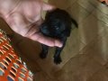 1 AYLIK ÜST DÜZEY CANE CORSO YAVRULAR 