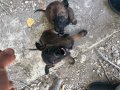 55 günlük safkan siyah maskeli dark malinois Belçika kurduu 