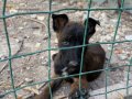55 günlük safkan siyah maskeli dark malinois Belçika kurduu 